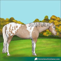 Horse Color:Gray Silver Smoky Black Pearl Tobiano Appaloosa 