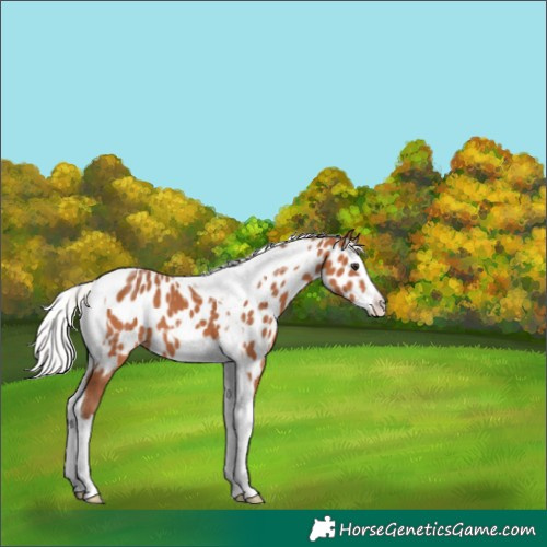 Horse Color:Silver Bay Splash Tobiano Near Leopard 