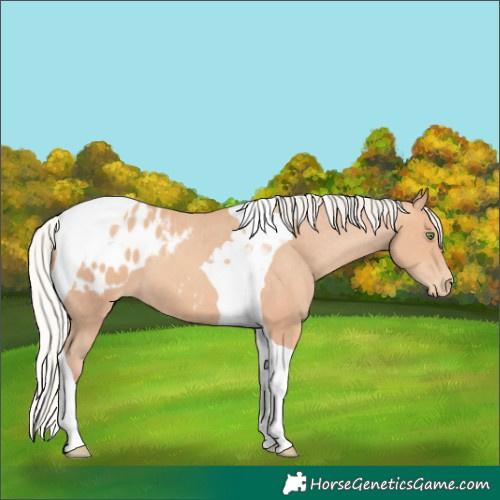 Horse Color:Silver Amber Champagne Tobiano Blanket 
