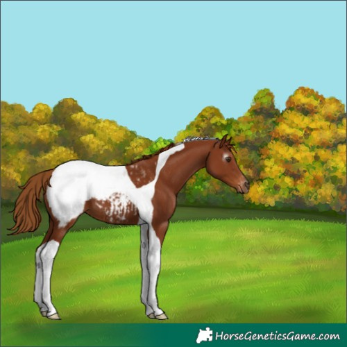 Horse Color:Gray Chestnut Tobiano Snowcap 