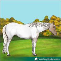 Horse Color:Silver Grullo Roan Tobiano Appaloosa 