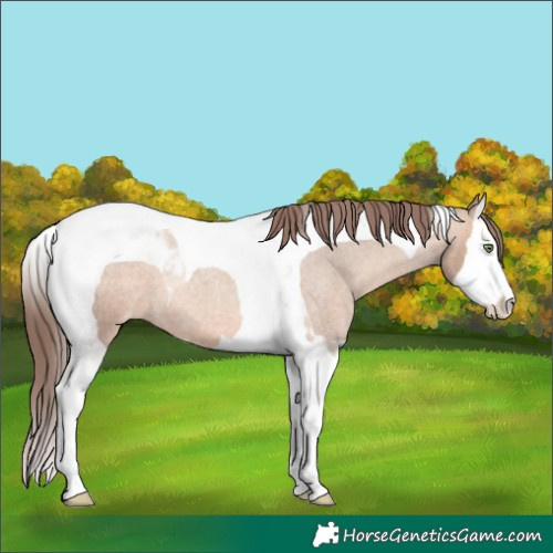 Horse Color:Sable Champagne Roan Splash Tobiano Varnish 