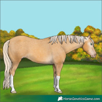 Horse Color:Gray Gold Cream Champagne Tobiano Appaloosa 