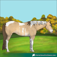Horse Color:Sable Cream Champagne Sabino Tobiano 