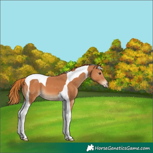 Horse Color:Chestnut Tobiano 