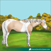 Horse Color:Gray Gold Cream Champagne Pearl Splash Tobiano Appaloosa 