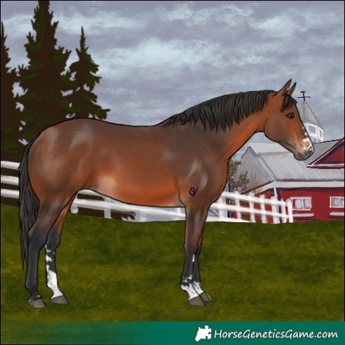 Horse Color:Bay 