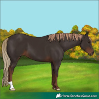 Horse Color:Liver Chestnut 
