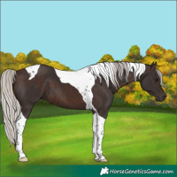 Horse Color:Silver Brown Tobiano 