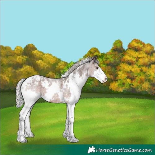 Horse Color:White Spotted Silver Brown Roan Splash Varnish 