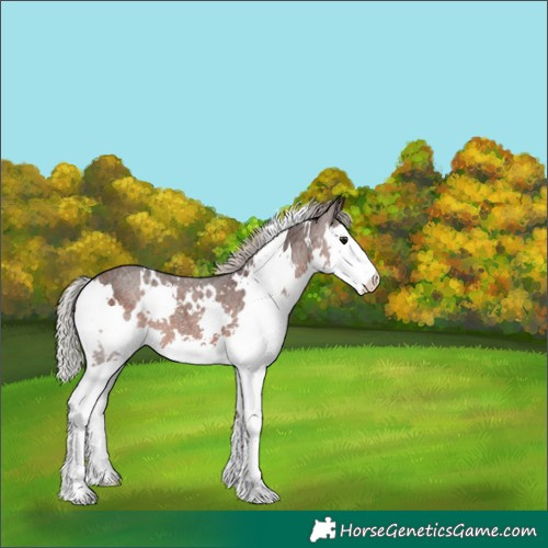 Horse Color:White Spotted Silver Brown Roan Splash Varnish 