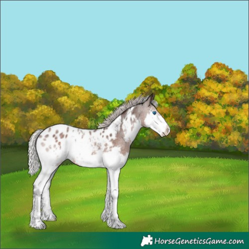 Horse Color:White Spotted Silver Brown Roan Splash Appaloosa 