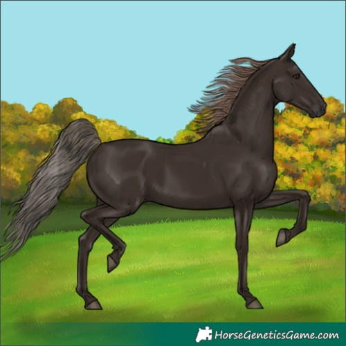 Horse Color:Liver Chestnut Rabicano 