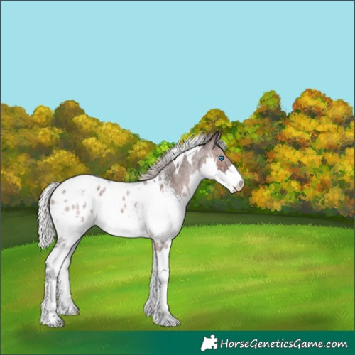 Horse Color:White Spotted Silver Brown Roan Splash Appaloosa 