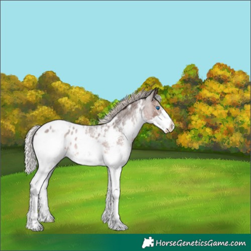 Horse Color:White Spotted Silver Brown Roan Splash Appaloosa 