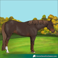 Horse Color:Liver Chestnut 