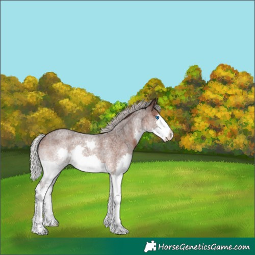 Horse Color:Silver Brown Roan Splash Varnish 