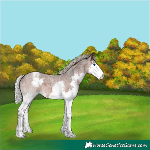 Horse Color:Silver Brown Roan Splash Varnish 
