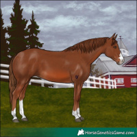 Horse Color:Chestnut 