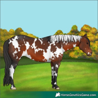 Horse Color:White Spotted Brown 