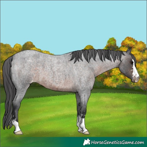 Horse Color:Brown Roan Appaloosa 