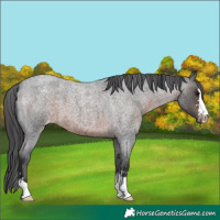 Horse Color:Brown Roan Varnish 