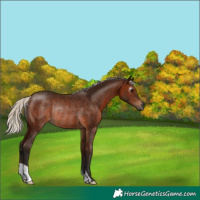 Horse Color:Gray Silver Bay Rabicano