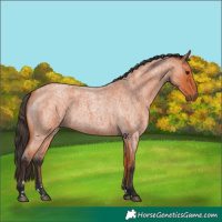 Horse Color:Bay Roan 