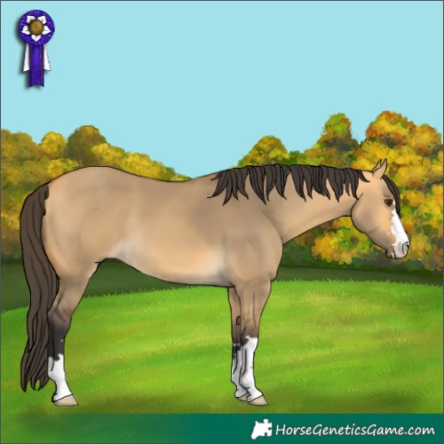 Horse Color:Buckskin Dun 
