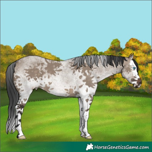 Horse Color:White Spotted Brown Dun Splash 