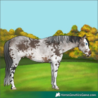 Horse Color:White Spotted Brown Dun Splash 