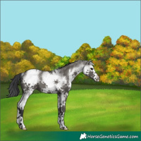 Horse Color:White Spotted Grullo Splash 