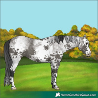 Horse Color:White Spotted Grullo Splash 