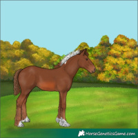 Horse Color:Chestnut Tobiano
