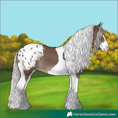 Horse Color:Silver Black Splash Tobiano Appaloosa 