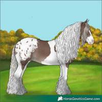 Horse Color:Silver Black Splash Tobiano Appaloosa