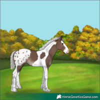 Horse Color:Silver Black Splash Tobiano Appaloosa