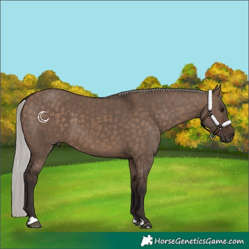 Horse Color:Silver Brown Dun 