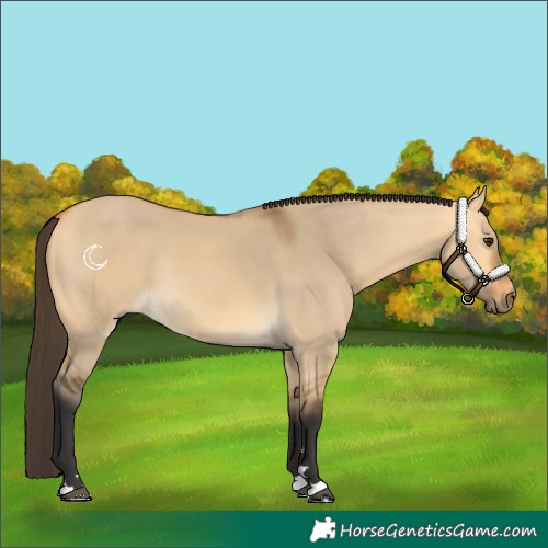 Horse Color:Buckskin Dun