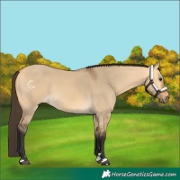Horse Color:Buckskin Dun
