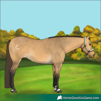 Horse Color:Buckskin Dun 