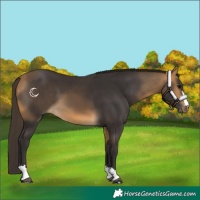 Horse Color:Buckskin