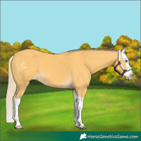 Horse Color:Palomino Splash 