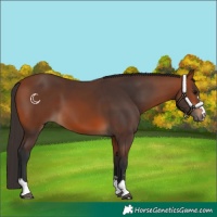 Horse Color:Bay 