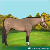 Horse Color:Bay Dun