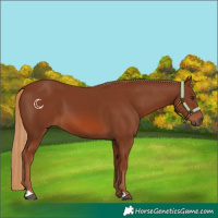 Horse Color:Chestnut 