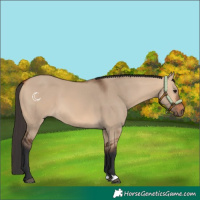 Horse Color:Bay Dun 