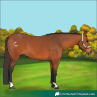 Horse Color:Bay 