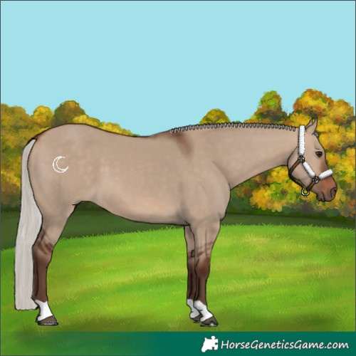 Horse Color:Silver Bay Dun 