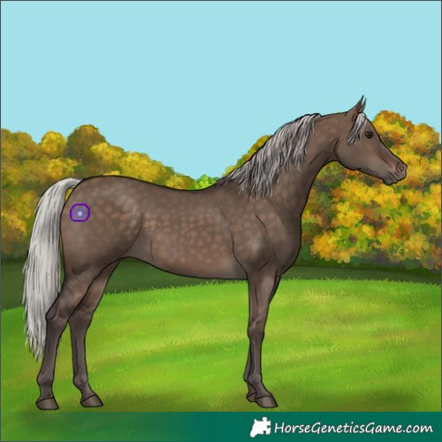 Horse Color:Silver Brown Dun 